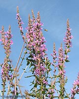 Lythrum salicaria