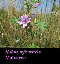 Malva sylvestris