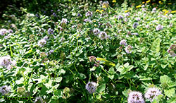 Mentha aquatica