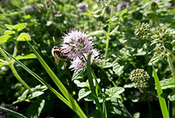 Mentha aquatica