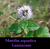 Mentha aquatica