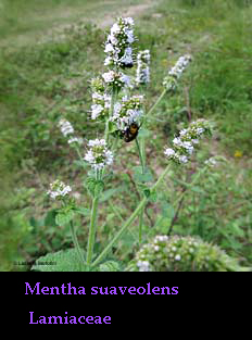 Mentha suaveolens