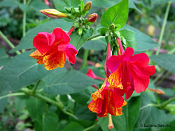 Bella di notte - Mirabilis jalapa