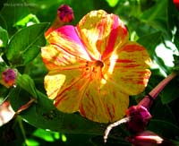 Fiore fi Mirabilis jalapa