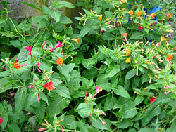 Bella di notte - Mirabilis jalapa