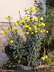 Oenothera biennis