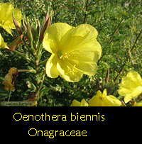 Rapunzia - Oenothera biennis