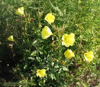 Oenothera biennis