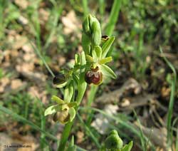 Orchidea Ofride Orchidea Ofride