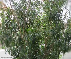 Pianta di Nerium oleander, l'Oleandro