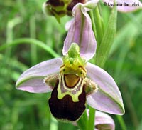 Orchidea Ophrys apifera Orchidea Ophrys apifera