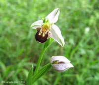 Orchidea Ofride
