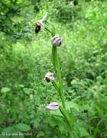 Orchidea Ofride fior di api