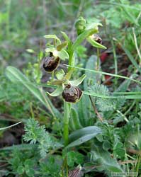 Ophrys sphegodes