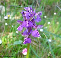 Orchis morio Orchis morio