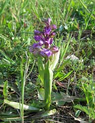 Orchidea minore