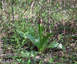 Orchis purpurea