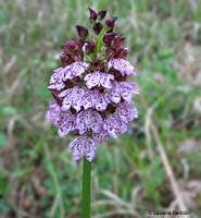 Orchidea maggiore