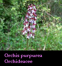 Orchidea Orchis purpurea