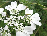 Orlaia grandiflora