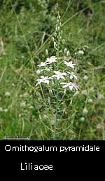 Ornithogalum pyramidale