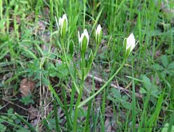 Ornithogalum umbellatum