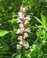 Orobanche violetto