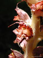 Orobanche