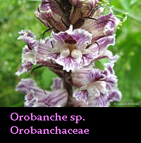 Orobanche sp. - succiamele