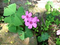 Ossalide violacea