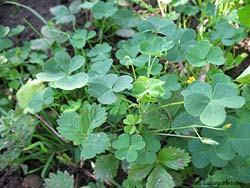Oxalis stricta
