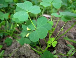 Oxalis stricta