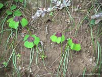 Oxalis tetraphylla