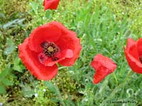 Papaver rhoeas