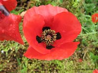 Papaver rhoeas