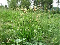 Plantago lanceolata