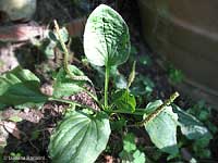 Plantago major
