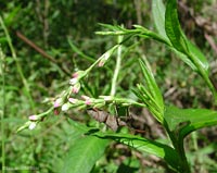 Polygonum hydropiper