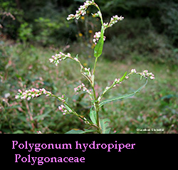 Polygonum hydropiper