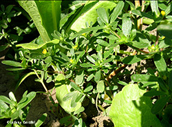 Portulaca oleracea