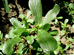 Portulaca oleracea