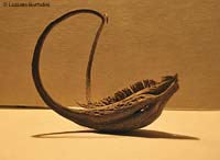 Proboscidea capsula