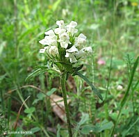 Prunella laciniata