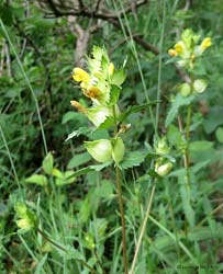 Rhinanthus sp.
