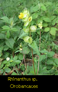 Rhinanthus sp. - Cresta di gallo