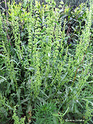 pianta di Rumex crispus