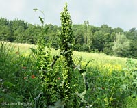 Rumex crispus