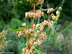 Rumex crispus con frutti