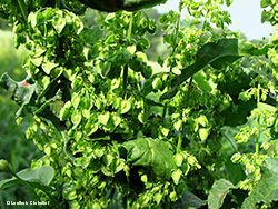 Rumex crispus