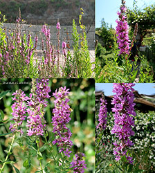 Lythrum salicaria